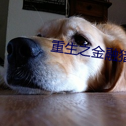 重生之金融獵手