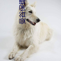 曼谷保镖2字幕免費觀看完