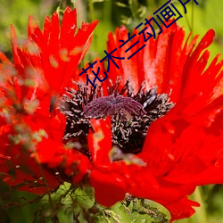 花木蘭動畫片免費觀看完整