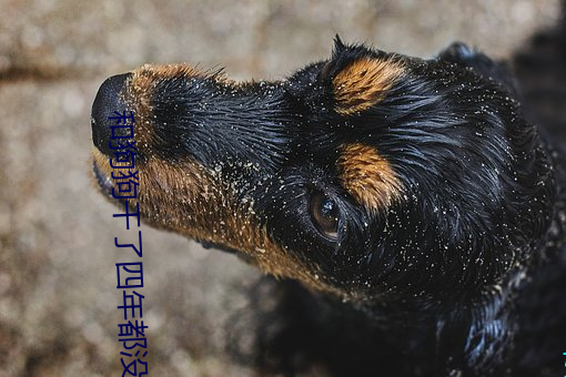 和狗狗干(幹)了(了)四(四)年(年)都没事作(作)文