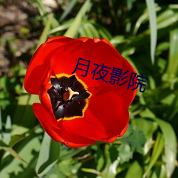月夜影院(yuàn)