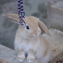 少妇wwb搡bbbb搡bbbb