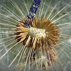 美女直(直)播视频哔(哔)哩(哩)哔哩