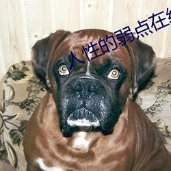 人性的弱(弱)点在(在)线阅读