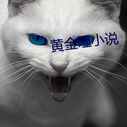 黄金瞳小说