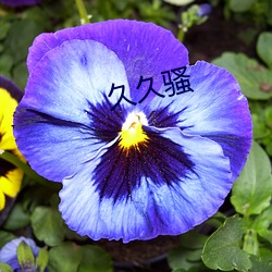 久久騷