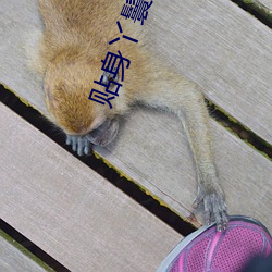 貼身丫鬟
