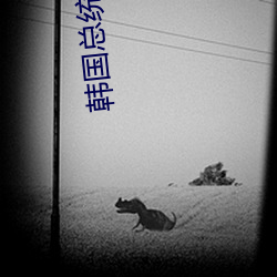 韩(韓)国总(總)统朴槿惠(惠)
