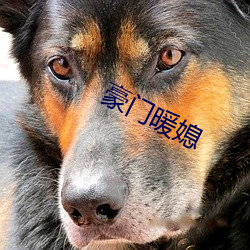 豪门暖媳