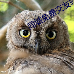 同城(城)免(免)费交友软件