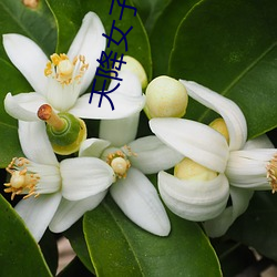 天降女子未(wèi)增删带翻(fān)译(yì)樱花第一集