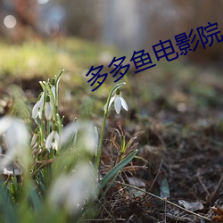 多(多)多鱼电(電)影院