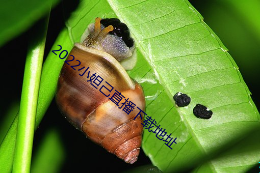2022小妲己直播(播)下载地址