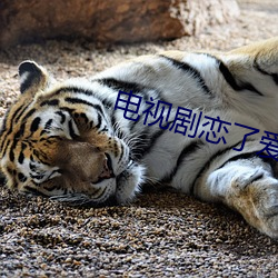 电视剧恋了爱了32集免费观看
