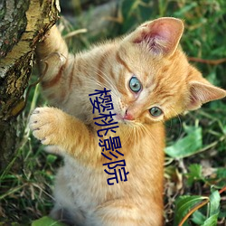 樱桃影院