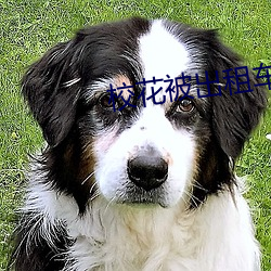 校花被出租车司机强h