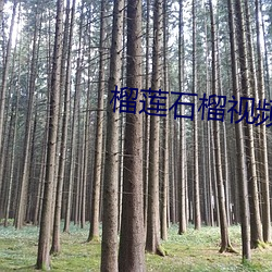 榴蓮石榴視頻