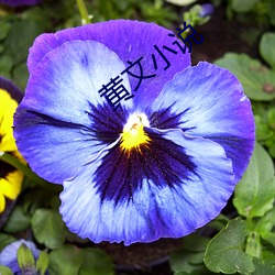 黄文小说