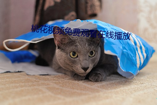 桃花视频免费观看在线播放