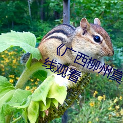 《广西(xī)柳州莫菁(jīng)国产(chǎn)在线(xiàn)看(kàn)》高清在线观看