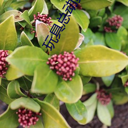玩具總動員2國語