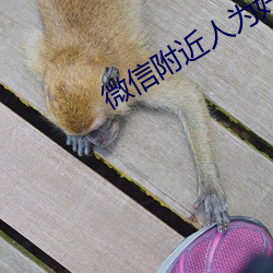 微信附近人为好友软件