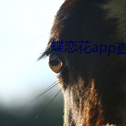 蝶戀花app直播間下載大全