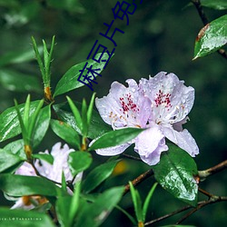 麻豆片免费(費)观看在(在)线看(看)