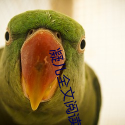 凝兒全文閱讀第二章