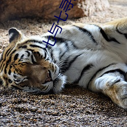 七(qī)与七寻冯(féng)辰