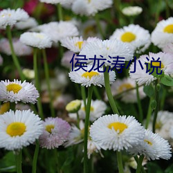 侯(侯)龙涛小(小)说