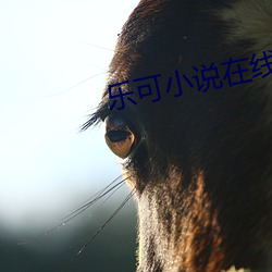 乐可小说在线读免费(fèi)
