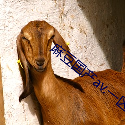 麻豆國産av.一區