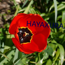 hayaxurax18重(zhòng)新开放(fàng)