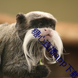 糖心直播app下載安裝
