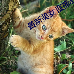 最新美女直播app免费版