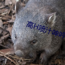 高h噴汁呻吟多p公交車視頻