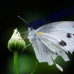 错嫁(嫁)之盛世(世)王(王)妃(妃)