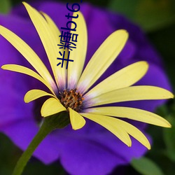半糖bt6直播app下載
