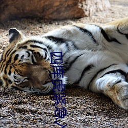 四库虎(hǔ)紧急入口wwe